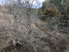 Amyema pendula pendula