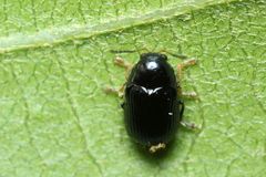 Cryptocephalus confusus