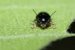 Cryptocephalus confusus