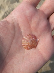 Flexopecten hyalinus