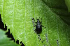 Chonostropheus chujoi