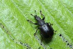 Chonostropheus chujoi