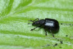Chonostropheus chujoi