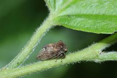 Machaerotypus sibiricus