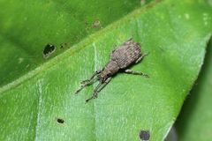 Nothomyllocerus illitus