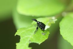 Cycnotrachelus roelofsi