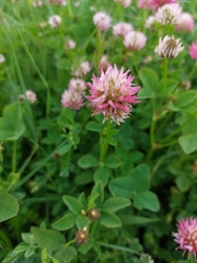 Trifolium isthmocarpum