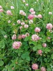 Trifolium isthmocarpum