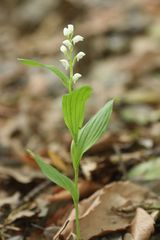 Cephalanthera erecta