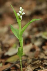 Cephalanthera erecta