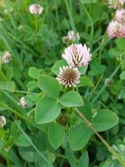 Trifolium isthmocarpum