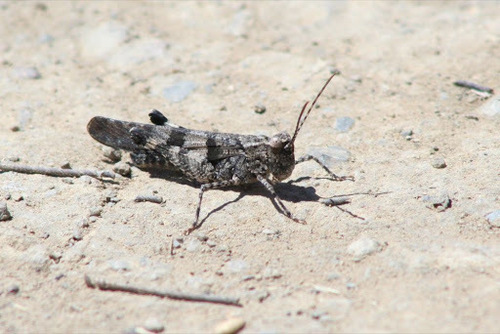 iNaturalist observation photo of Trimerotropis