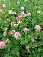 Trifolium isthmocarpum
