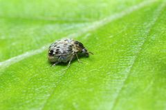 Borowiecius ademptus