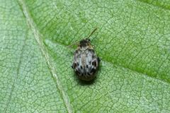 Borowiecius ademptus