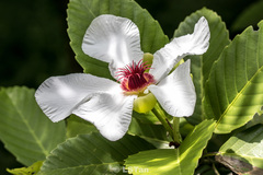 Dillenia philippinensis