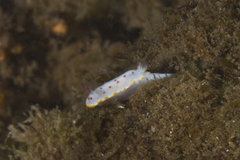 Mexichromis festiva