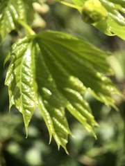 Acer platanoides