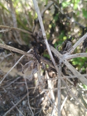 Locusta