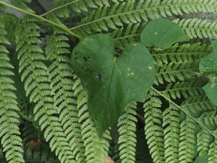 Thladiantha punctata