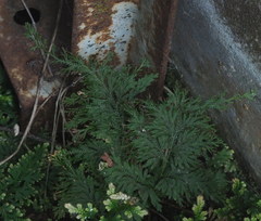 Selaginella moellendorffii