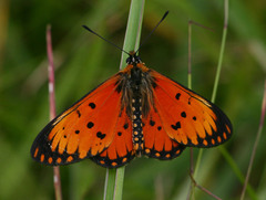 Acraea parei