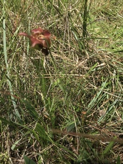Sarracenia rubra
