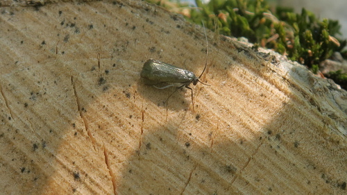 Adela reaumurella