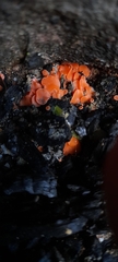 Pulvinula archeri