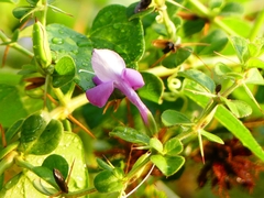 Barleria buxifolia