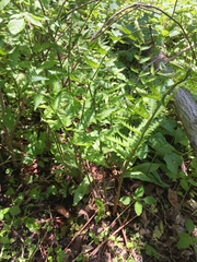 Dryopteris goldieana