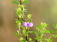 Barleria buxifolia