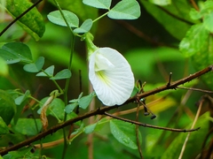Clitoria ternatea albiflora