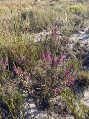 Erica placentiflora
