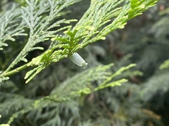 Calocedrus formosana