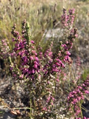 Erica placentiflora
