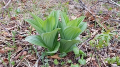 Veratrum dahuricum
