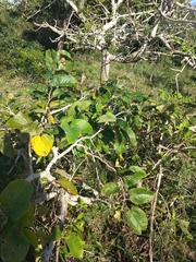 Annona senegalensis