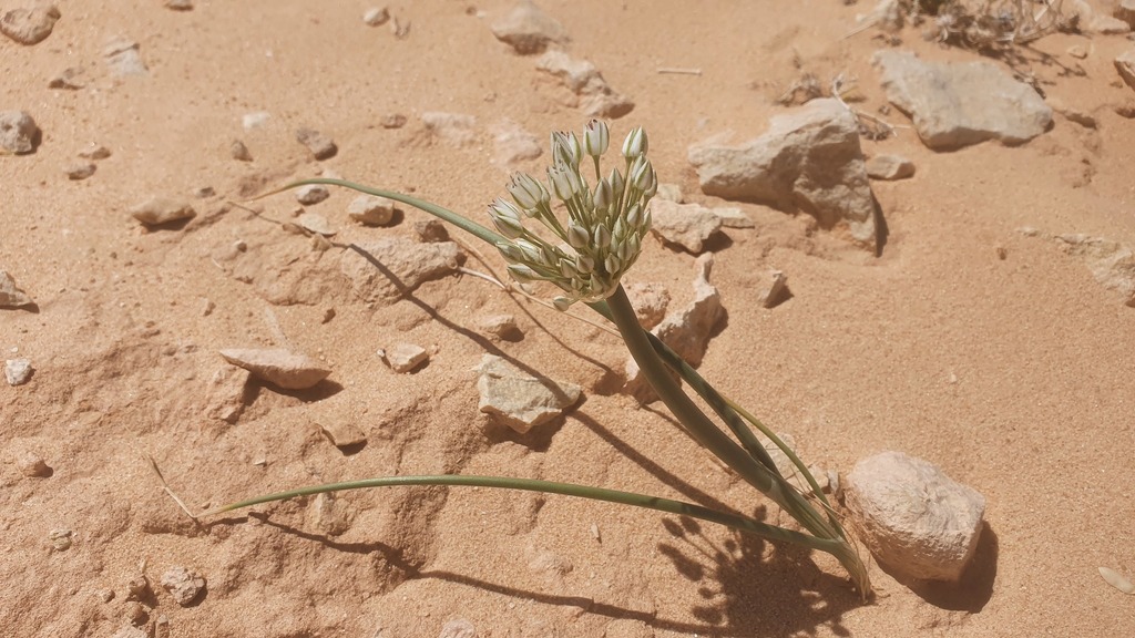 Allium sinaiticum