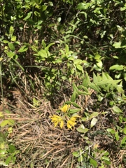 Lysimachia asperulifolia