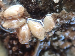 Borniola reniformis