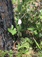 Cleistesiopsis divaricata