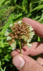 Trifolium reflexum
