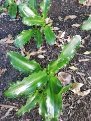 Veltheimia