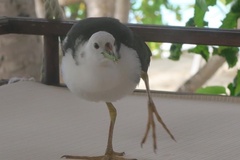 Amaurornis