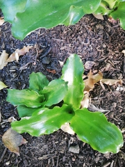 Veltheimia