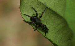 Poecilochroa