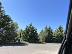 Cupressus stephensonii