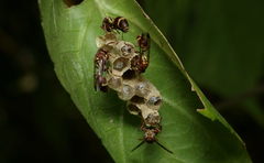 Ropalidia cyathiformis