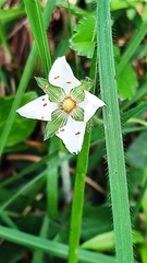 Potentilla montana